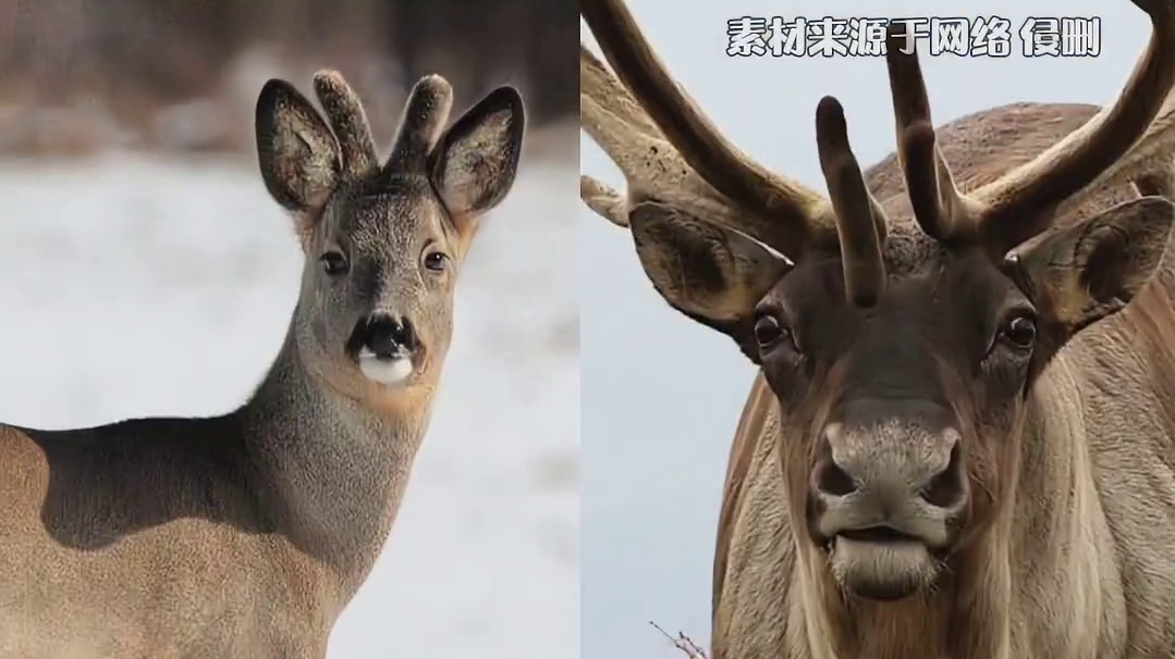 二级保护动物竟敢伤害一级保护动物