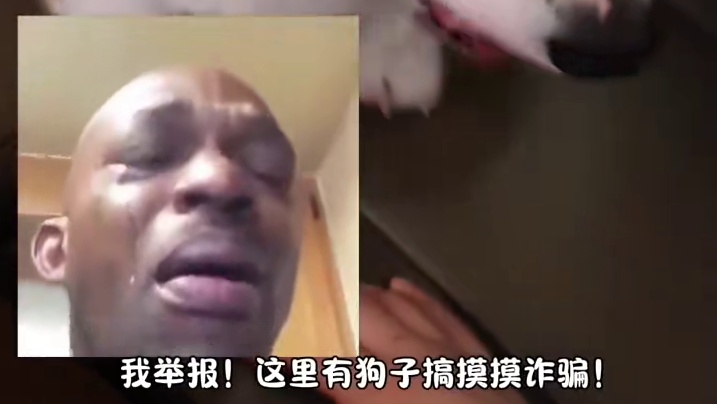 来福:求摸摸！这也太舒服了吧！#萌宠出道计划 #狗狗的心思都写在脸上了 #摸头杀