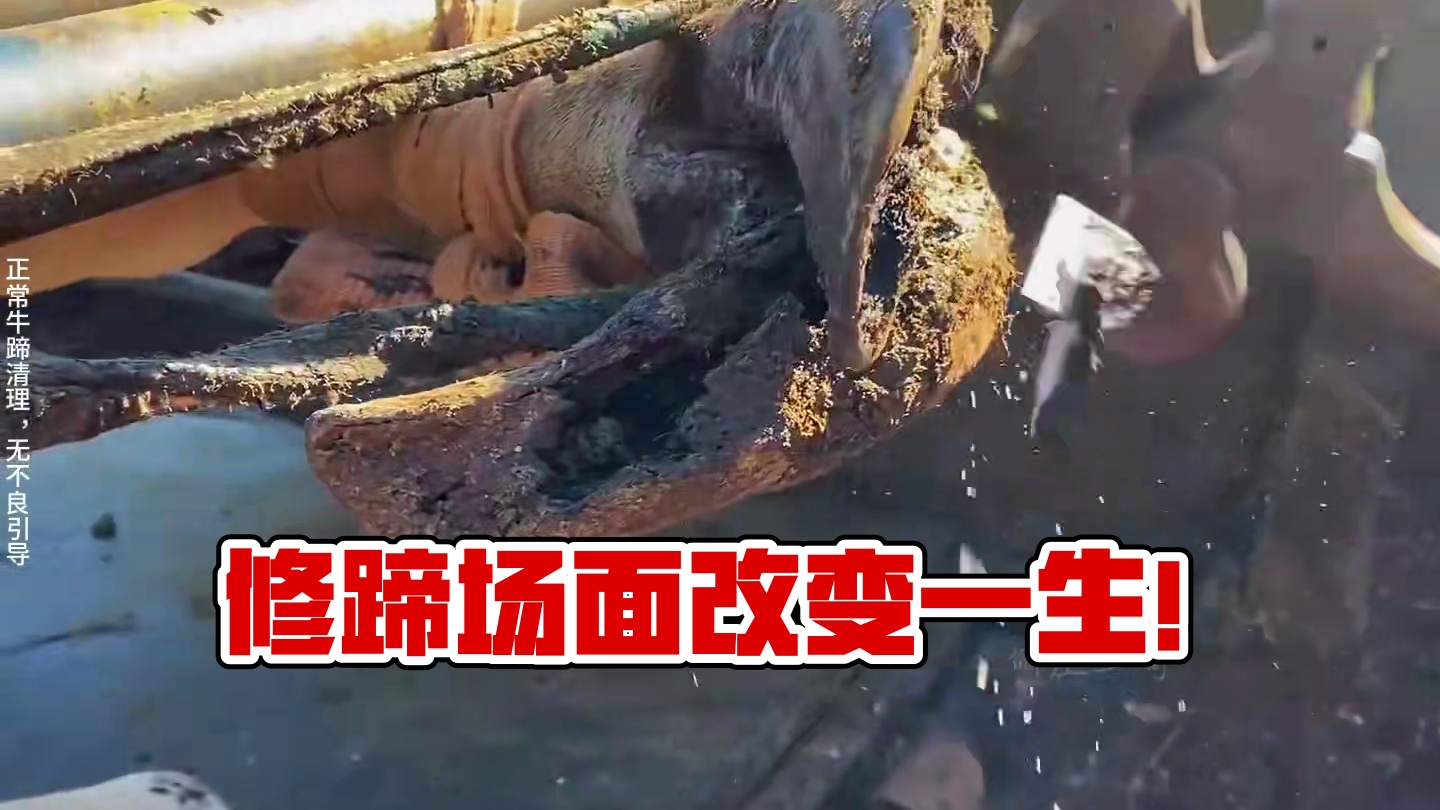 疼，是真的很疼，就今天的修蹄场面，不亚于一场手术 #解压 #助眠 #修牛蹄
