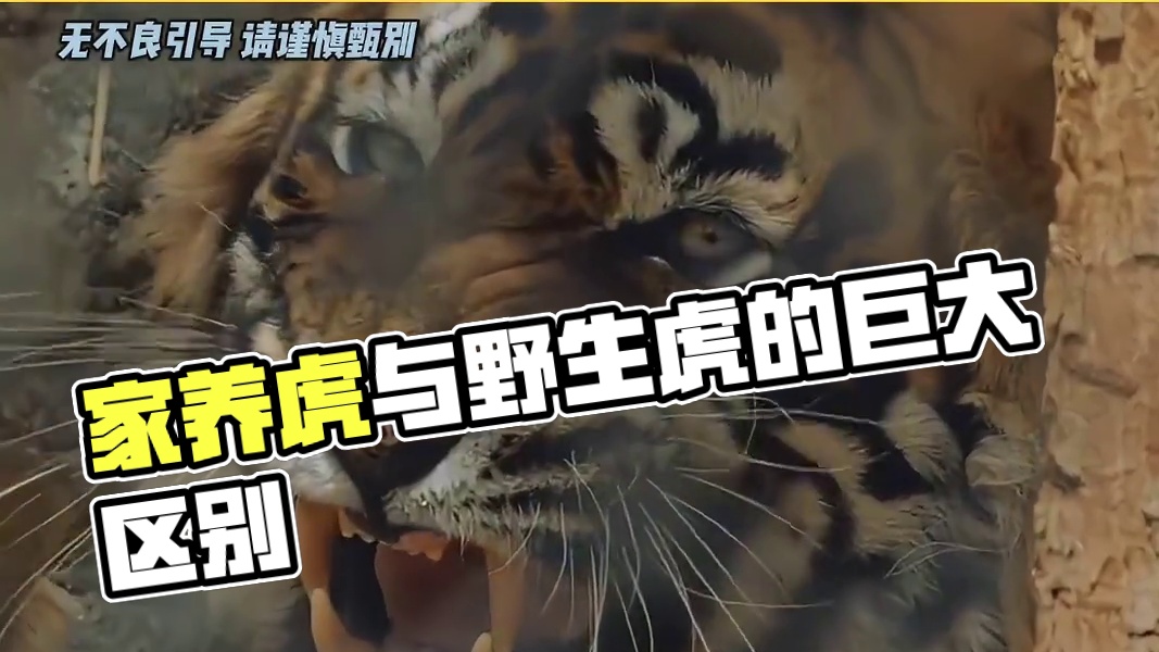 野生虎和家养虎区别原来这么大