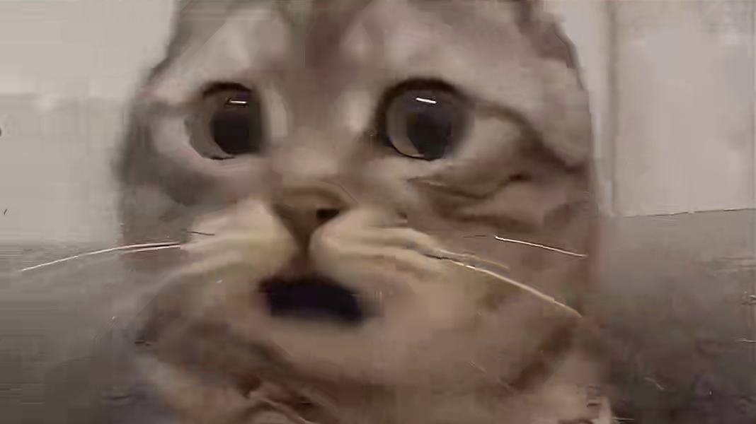 都来给小猫道歉