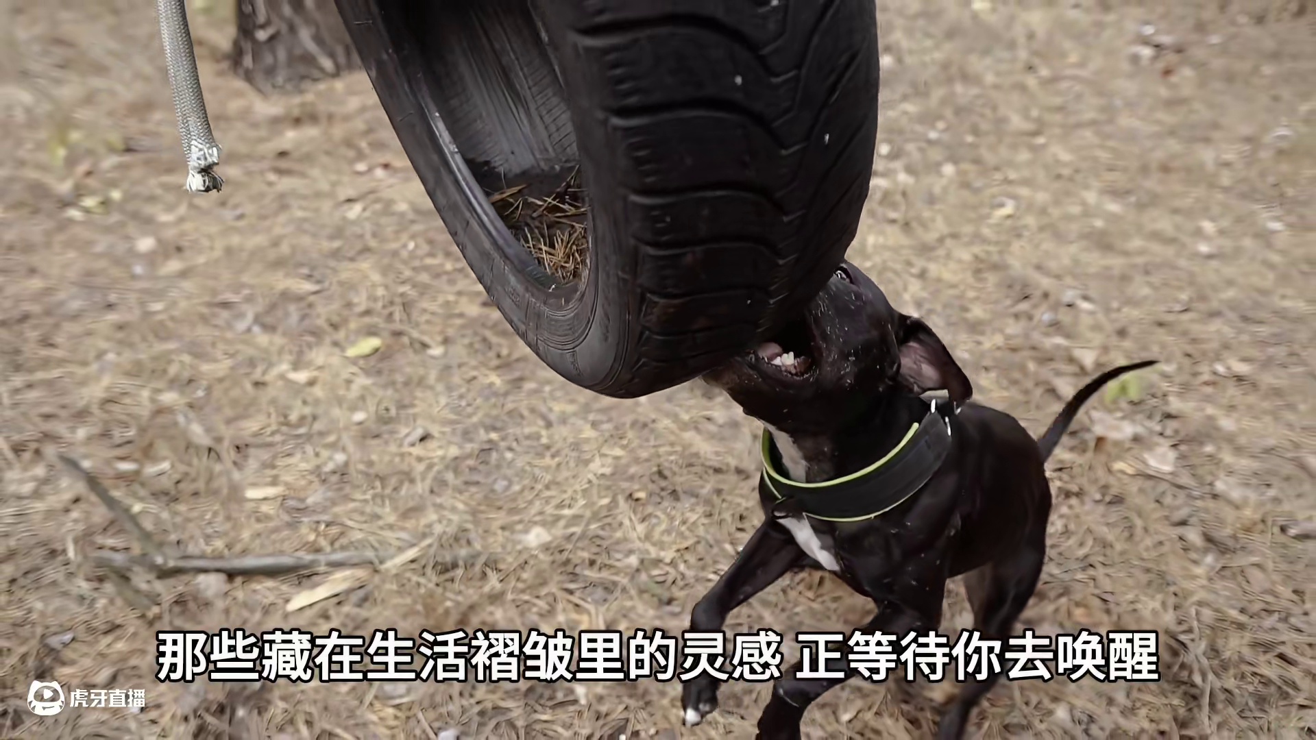 自媒体配音博主灵感枯竭？梨花声音教育退费