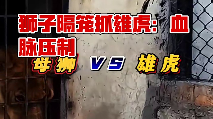 母狮隔着笼子用抓子攻击雄虎 雄虎敢怒不敢言 没想到隔着笼子老虎也害怕狮子 天生的血脉压制 隔壁的小驴