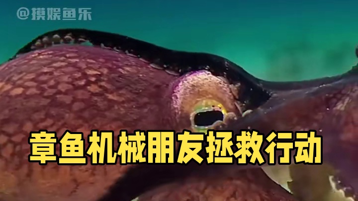 章鱼和它的人机朋友 #章鱼 #人工智能 #万万没想到