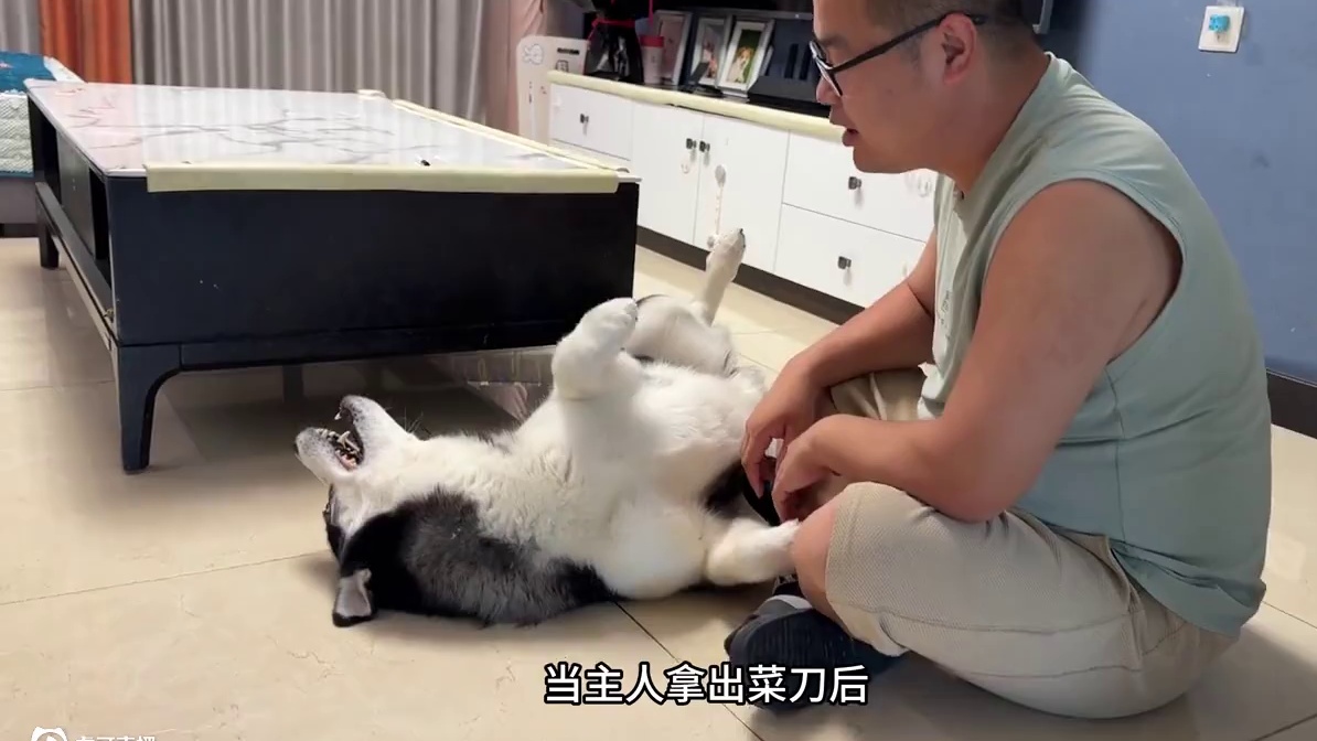 二哈闹起床气死活不起床，当主人拿出菜刀后，大家千万憋住别笑 #萌宠出道计划 #动物的迷惑行为 #二哈