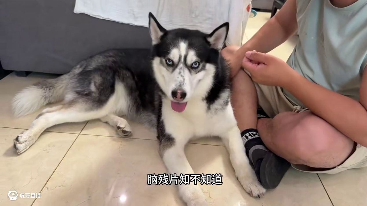 狗狗死活不吃药，当主人拿出菜刀后，大家千万憋住别笑 #二哈 #哈士奇 #萌宠出道计