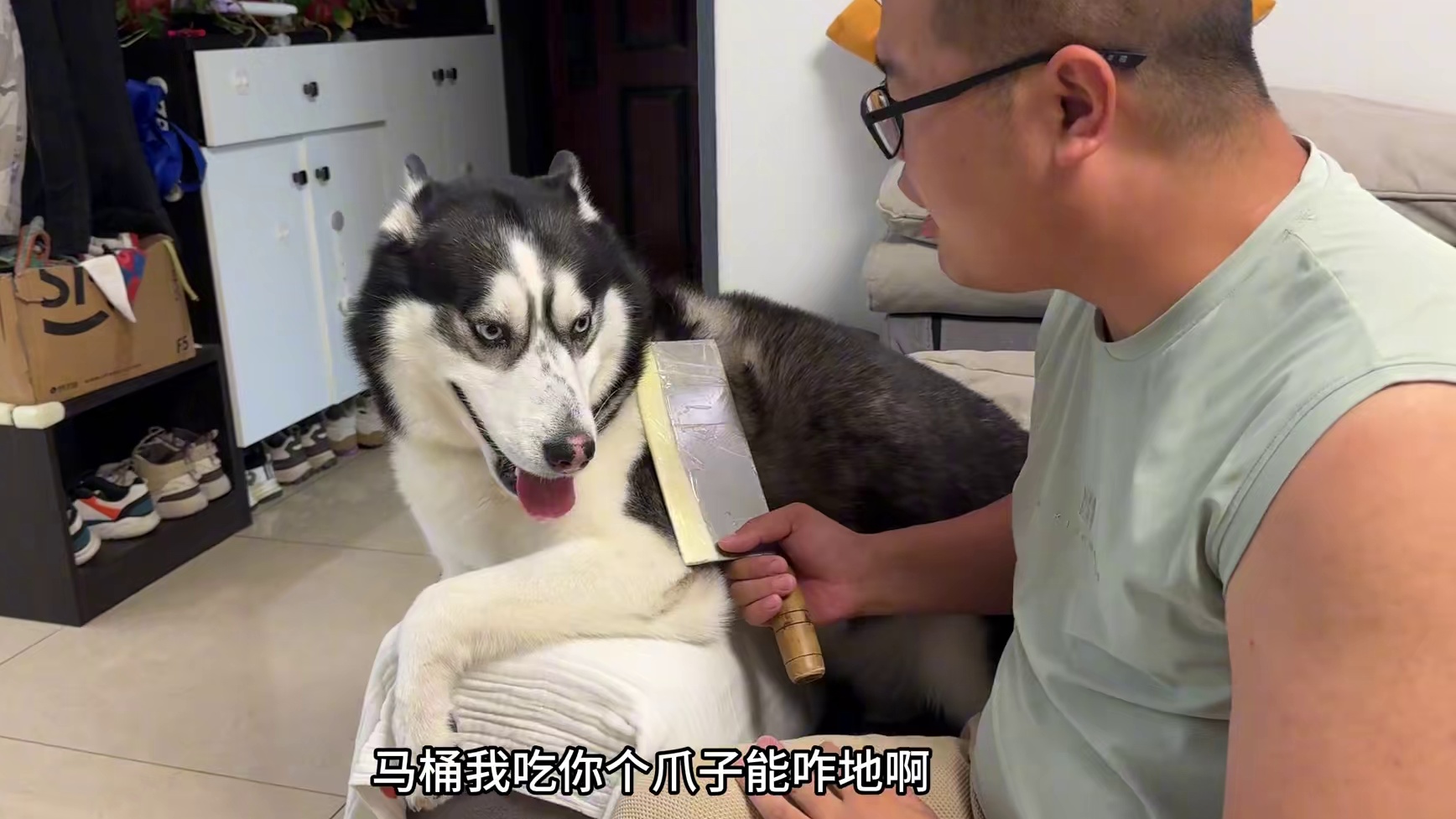 主人假装吃狗肉，没想到狗狗下一秒的反应把主人笑得肚子疼 #二哈 #哈士奇 #宠物 #萌宠出道计划 #