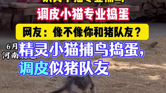 认真小猫专业捕鸟，调皮小猫专业捣蛋，网友：像不像你和猪队友？