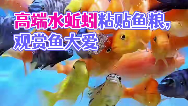 每天一次每次一两块，大鱼小鱼乌龟都抢着吃的高端粘贴鱼粮。 这个水蚯蚓粘贴鱼粮是用红线虫冻干制作而成的