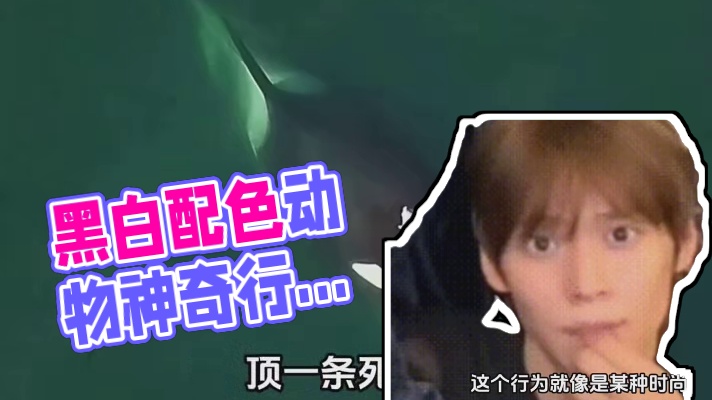 黑白配色的动物是不是都有点病