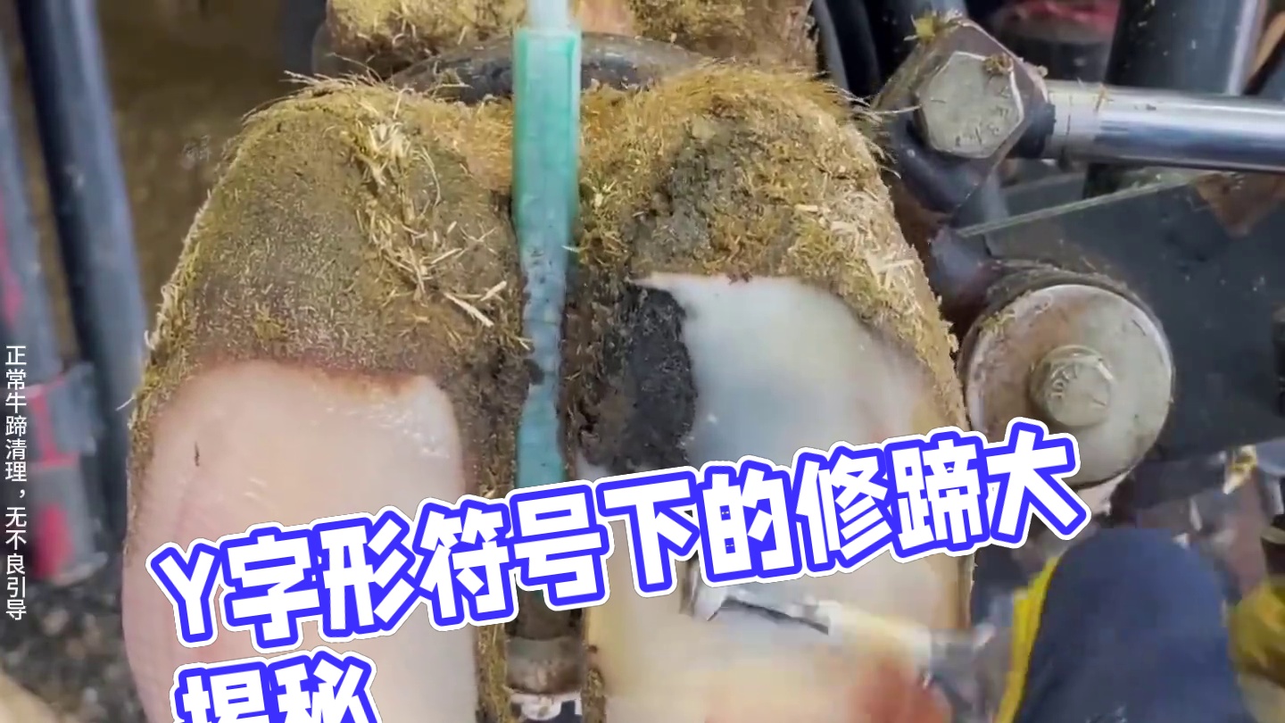 是谁在牛牛蹄底刻下了“Y”字形符号？ #解压 #助眠 #修牛蹄
