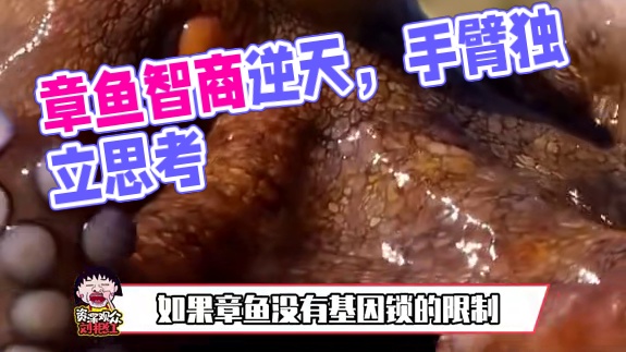 章鱼究竟有多聪明多逆天 #章鱼 #章鱼有多聪明 #章鱼智商