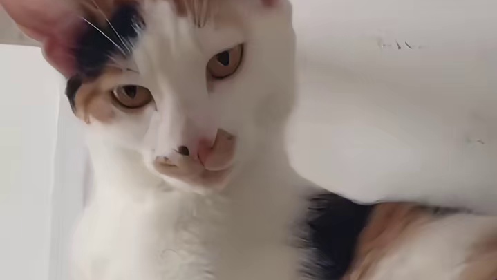 这只三花好可爱啊 让它去旁边玩吧