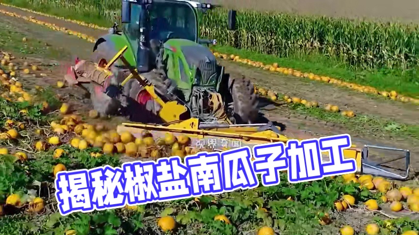 揭秘椒盐南瓜子加工全过程！