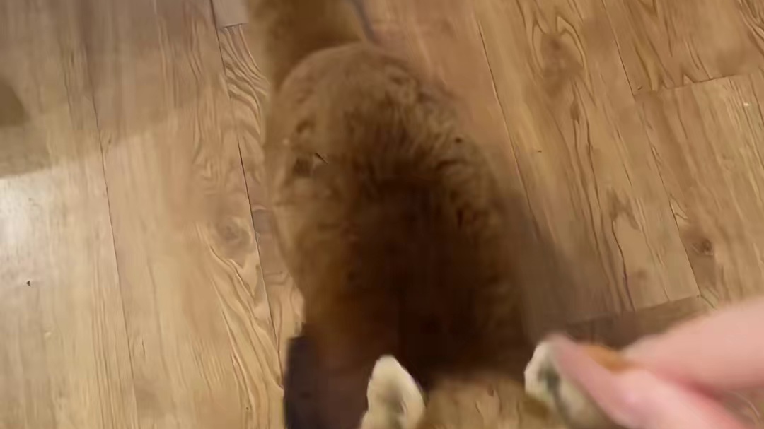 小熊猫、老虎陪睡的酒店！住进森林！中国肯尼亚太好玩了 #挑战 #酒店 #小熊猫 #动物园 #萌宠vl