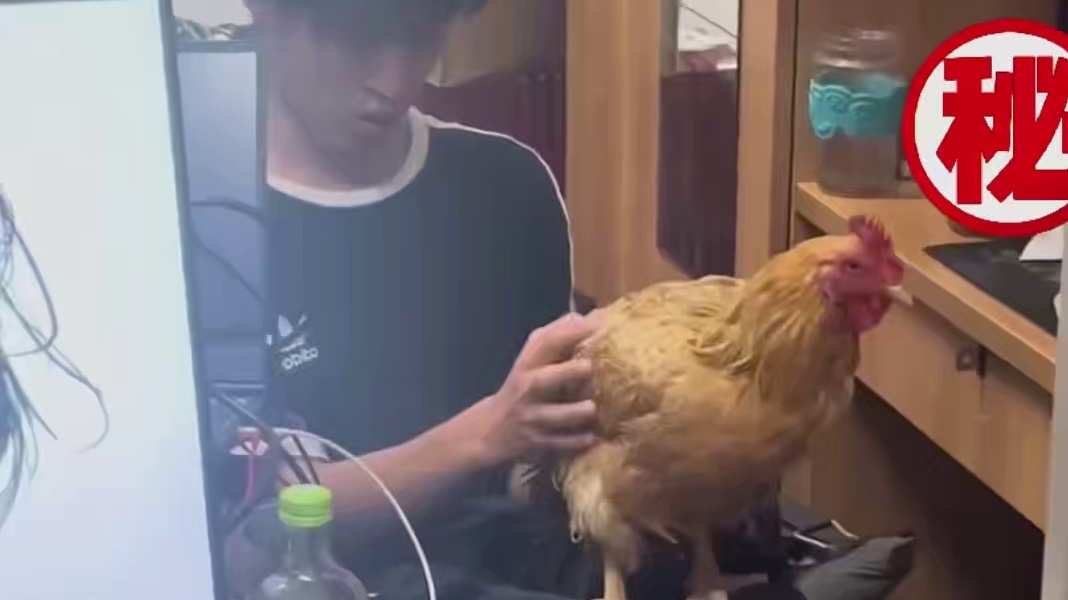 就混进来一个真的啦~