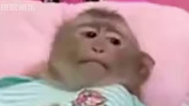 警犬：娱乐这是你家呀 #警犬 #狗狗 #萌宠出道计划 #万万没想到 #狗子成精了