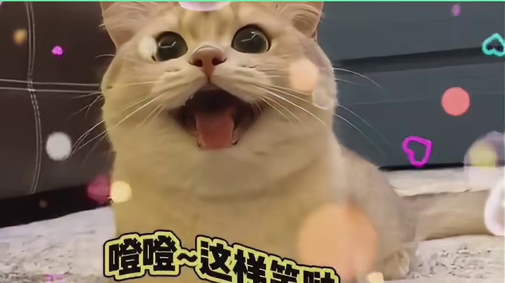 小猫和狗狗经常在一起玩就会~