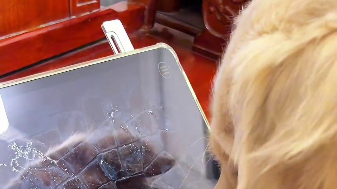 谁懂啊！它大嘴筒子好像越戳越上头了哈哈哈