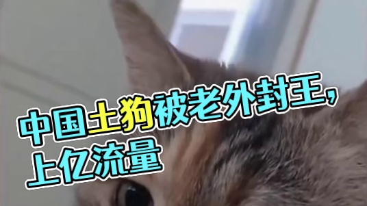 一条中国土狗被老外封王 海外收获上亿流量 #动物 #狗 #搞笑 #老外 #杂谈
