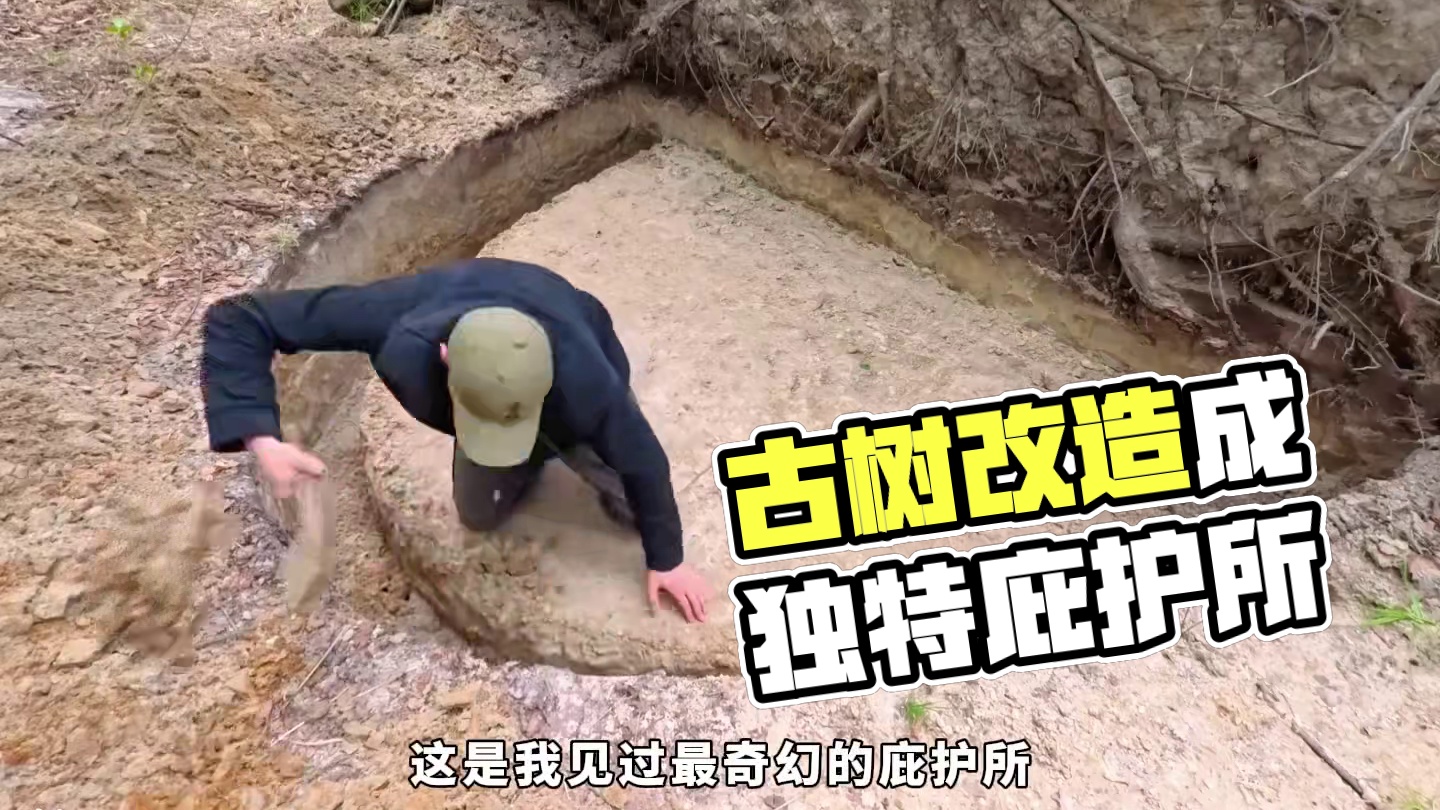 男人只是多看了一眼这颗古树，就将其改造成合适居住的家！ #野外建造 #解压 #荒野建造