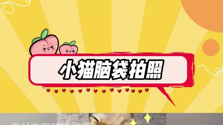 小猫拯救世界 谁家小猫还没拍 速速get起来#萌宠出道计划 #小猫拯救世界 #小猫咪能有什么坏心眼 