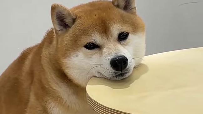 杭州七天雨 一只小狗轻轻的碎了#分享你镜头下的狗子 #柴犬可爱视频 #家有柴犬