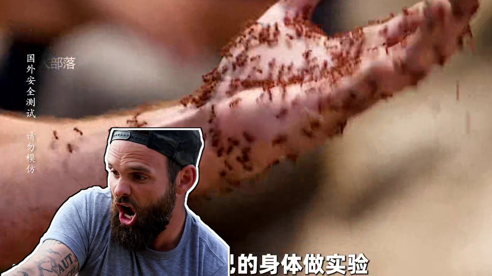 国外老哥测试被狼蛛咬一口是啥感觉，整个场面惊心动魄十分刺激 #户外 #纪录片 #疼痛之王 #男生减速