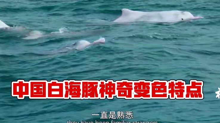 中国白海豚！ #众神之地 #纪录片 #自然