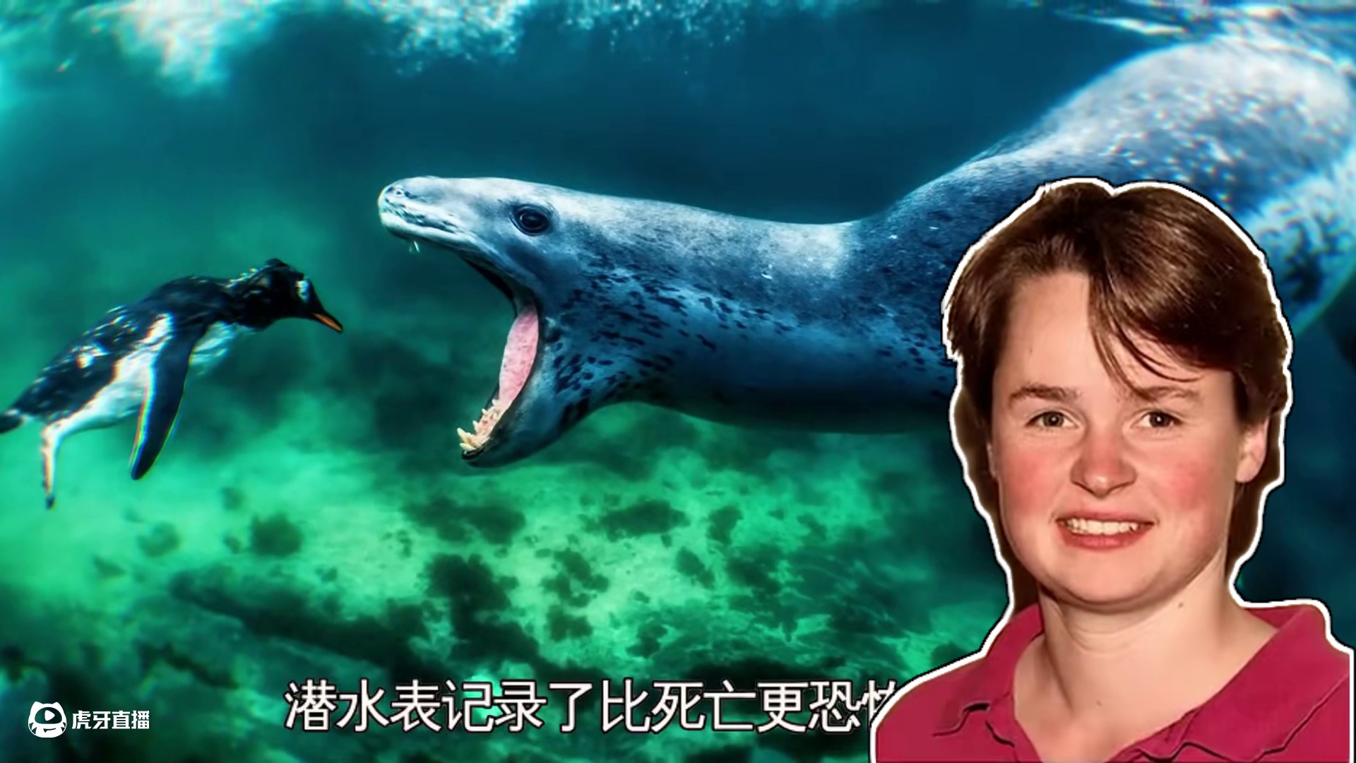 海豹首次猎捕人类事件 #蓝色星球 #真实事件 #未知生物