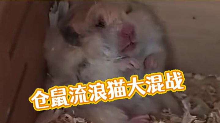 仓鼠：妈妈桑，瓦达西好像有一点死了呢#仓鼠 #搞笑 #养鼠日常 #万万没想到 #娱乐评论大赏