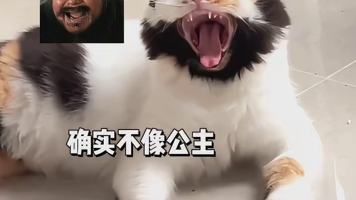 猫：你总是盯着洒家做甚？想吃打不成