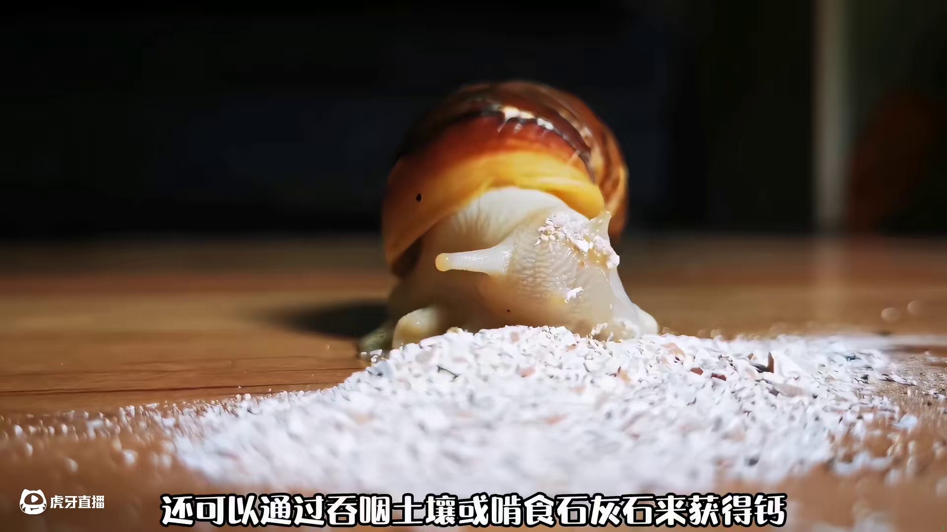 刚出生的蜗牛为什么要吃掉自己的蛋壳