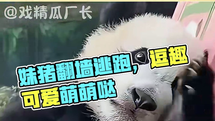 妹猪：我命由我不由天 #妹猪  #大熊猫  #可爱 #万万没想到