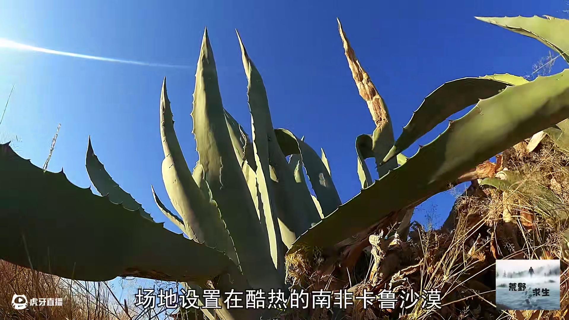 荒野独居第十二季01： 2025年新的赛季，难度升级