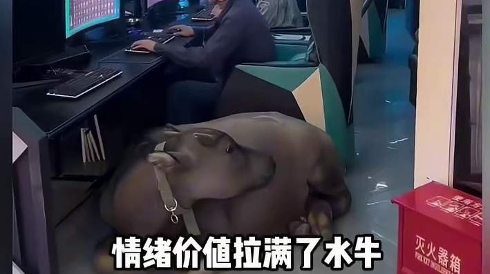 水牛大概是隐藏的完美宠物