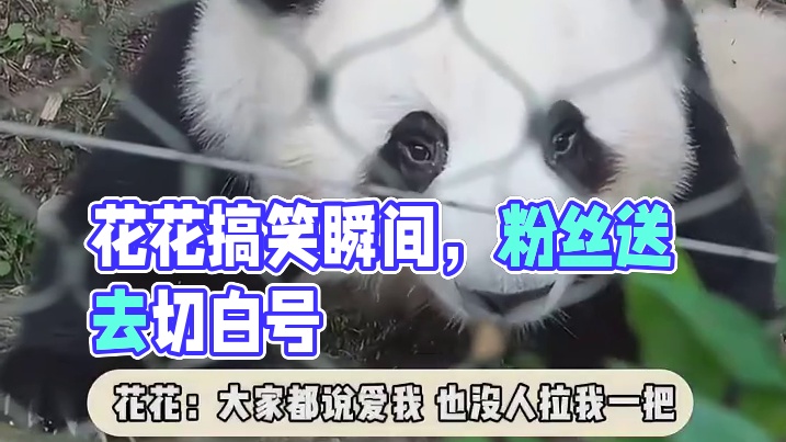 花花：大家都说爱我，也没人拉我一把