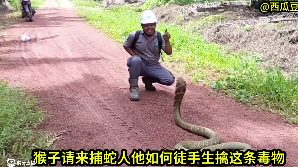 一条眼镜王蛇跑到印尼庄园赖着不走，看猴子如何徒手生擒这条毒物 
