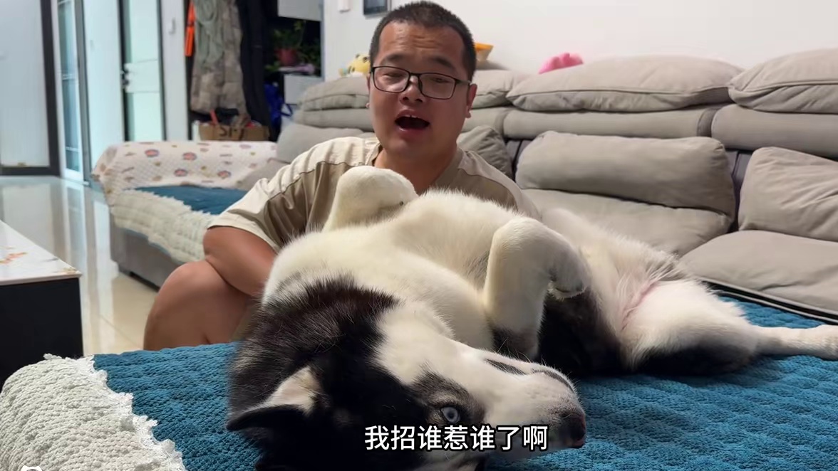 二哈跟主人冷战，死活不搭理主人，当主人拿出火腿后，大家都别笑 #二哈 #哈士奇 #萌宠出道计划 #神