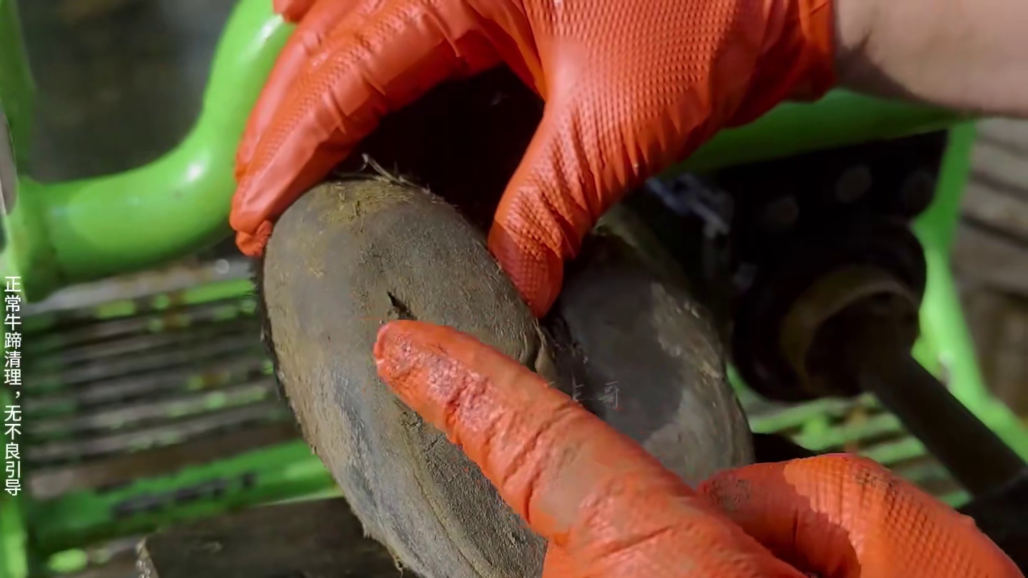 糟糕，是谁家的芋泥啵啵就这样白白被浪费掉。 #解压 #助眠 #修牛蹄