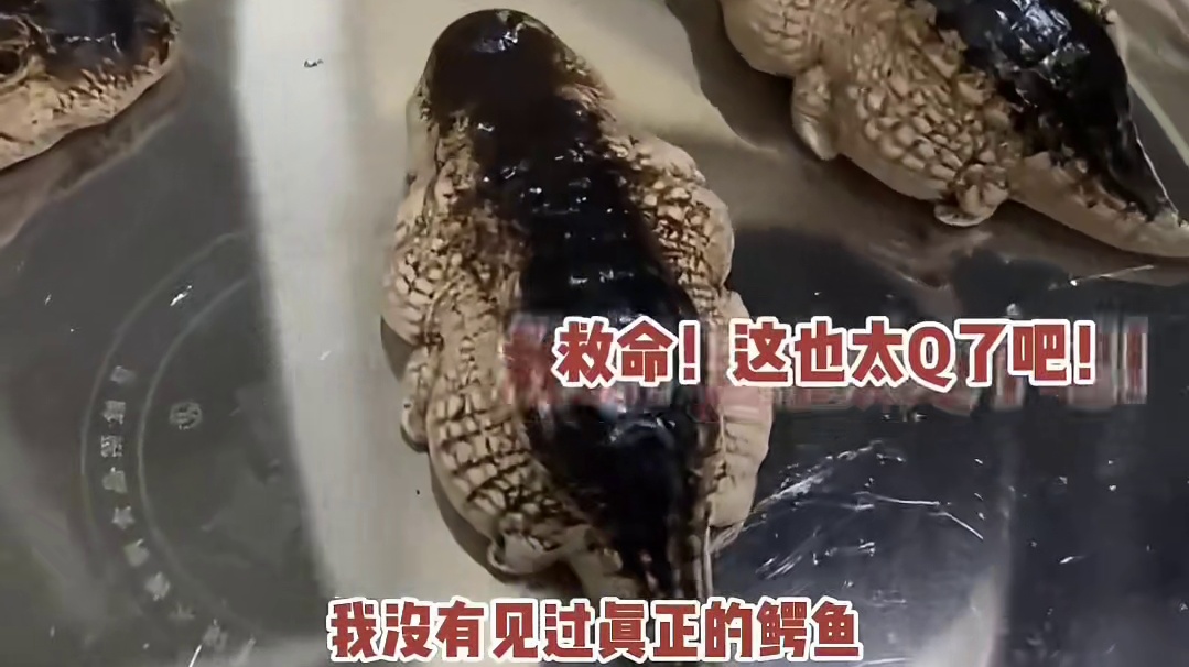 无论什么东西变成Q版都会很可爱