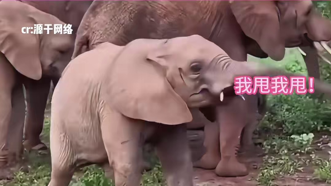 幼崽时期的大象，这也太可爱了吧