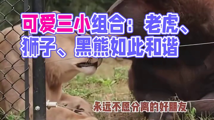 好可爱的三小只，老虎、狮子、黑熊，完全想不到的组合，就这样和谐地生活在了一起！