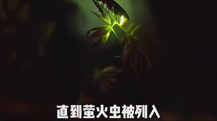 直到萤火虫被列入国家保护动物名单 有人还觉得是虚构的