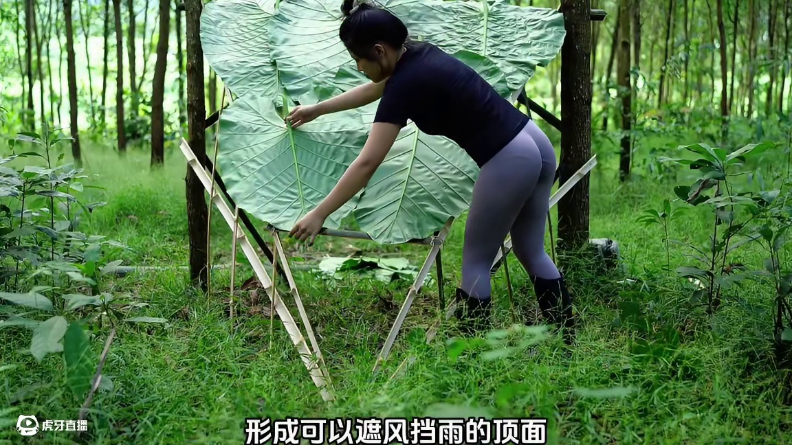 野外搭建生存庇护所，吃美味蚕虫。