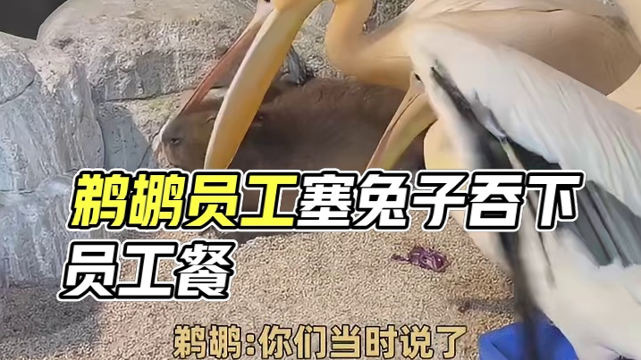 鹈鹕：你们当时说了有员工餐的