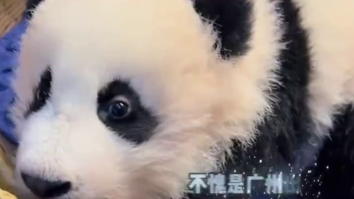 如果哪天看到妹猪站着走路了都见怪不怪了 #我是妹猪请多关照 #妹猪 #国宝熊猫