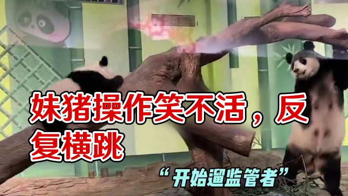 妹猪这波在挨揍边缘反复横跳的操作 真的笑不活了#我是妹猪请多关照  #妹猪  #大熊猫  #可爱  