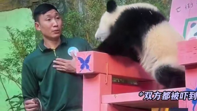 严重怀疑那些说下辈子当熊猫的人已经成功了#我是妹猪请多关照#妹猪 #大熊猫  #萌物