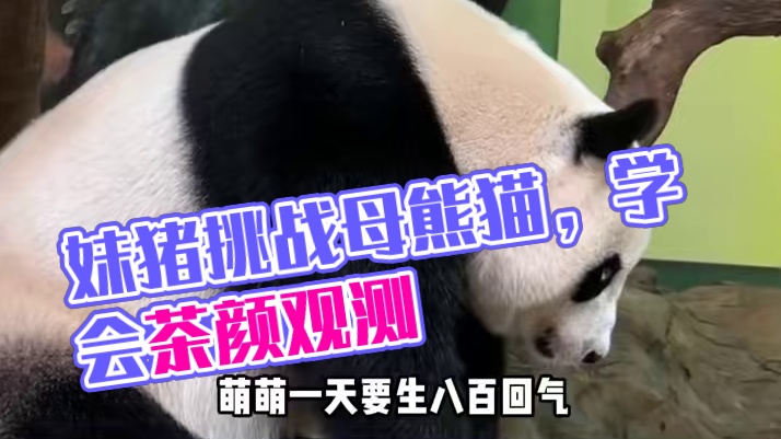 妹猪这孩子真是从小就有眼力见啊 #我是妹猪请多关照 #大熊猫萌萌 #妹猪 #国宝熊猫